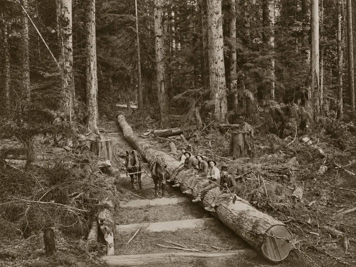 Logging crew seated on a felled tree beside two workhorses in a dense forest