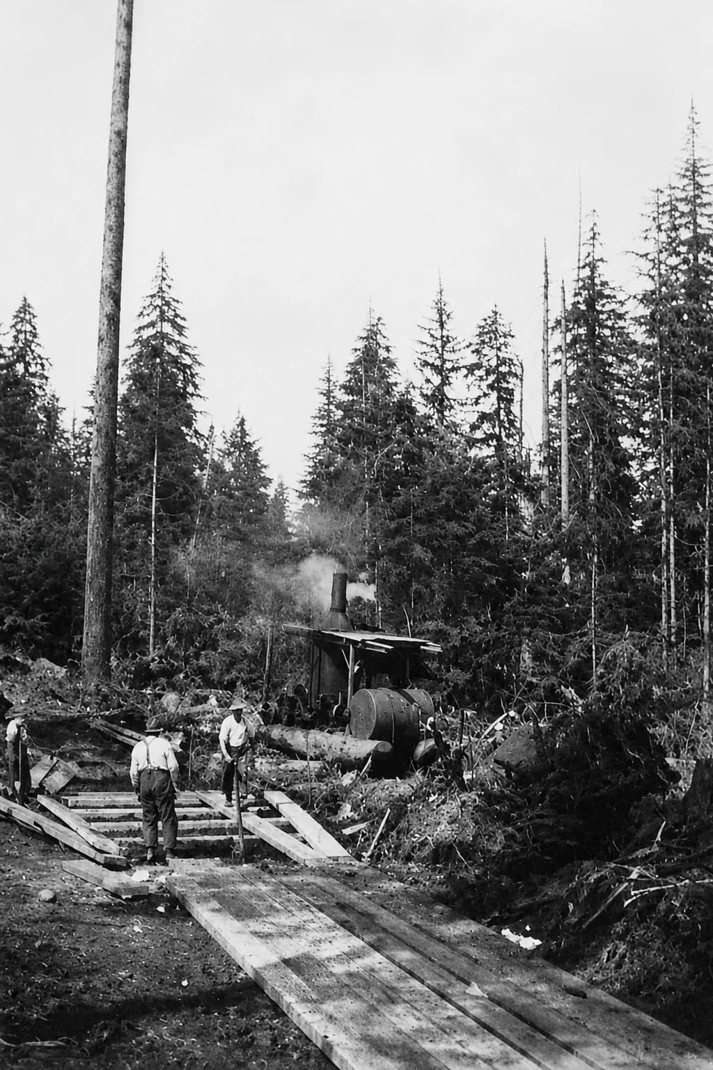 Logging workers building a rough timber track toward a steam engine in the forest